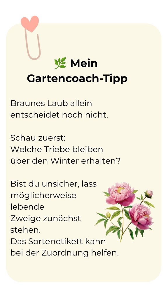Gartencoach-Tipp: Pfingstrose vor dem Herbstschnitt bestimmen und möglicherweise lebende Zweige bei Unsicherheit zunächst stehen lassen.