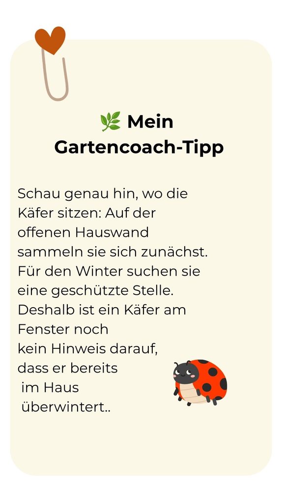 Gartencoach-Tipp: Die offene Hauswand ist ein Sammelplatz; zum Überwintern suchen Marienkäfer geschützte Verstecke.