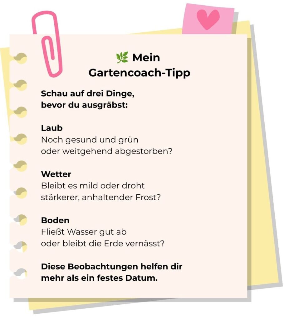 Gartencoach-Tipp zum Ausgraben von Dahlien: Laubzustand, angekündigten Frost und Wasserabzug im Boden gemeinsam beurteilen, statt nach einem festen Datum zu handeln.