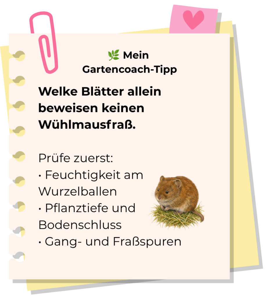 Gartencoach-Tipp: Welke Blätter beweisen keinen Wühlmausfraß. Feuchtigkeit am Wurzelballen, Pflanztiefe, Bodenschluss sowie Gang- und Fraßspuren prüfen.