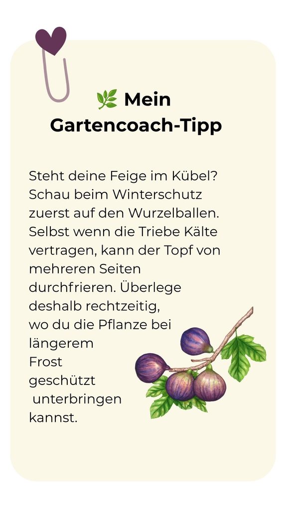 Hochformatiger Gartencoach-Tipp: Bei Feigen im Kübel zuerst den Wurzelballen schützen und einen Platz für längere Frostperioden einplanen.